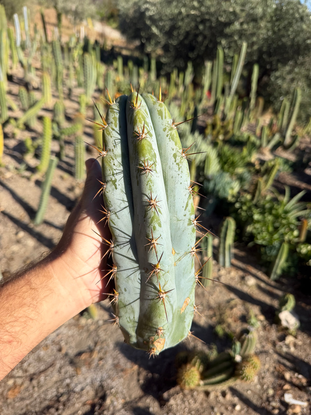 Sharxx Blue Trichocereus Cutting – 10”