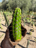 Borzicactus plagiostoma Cutting – 8”