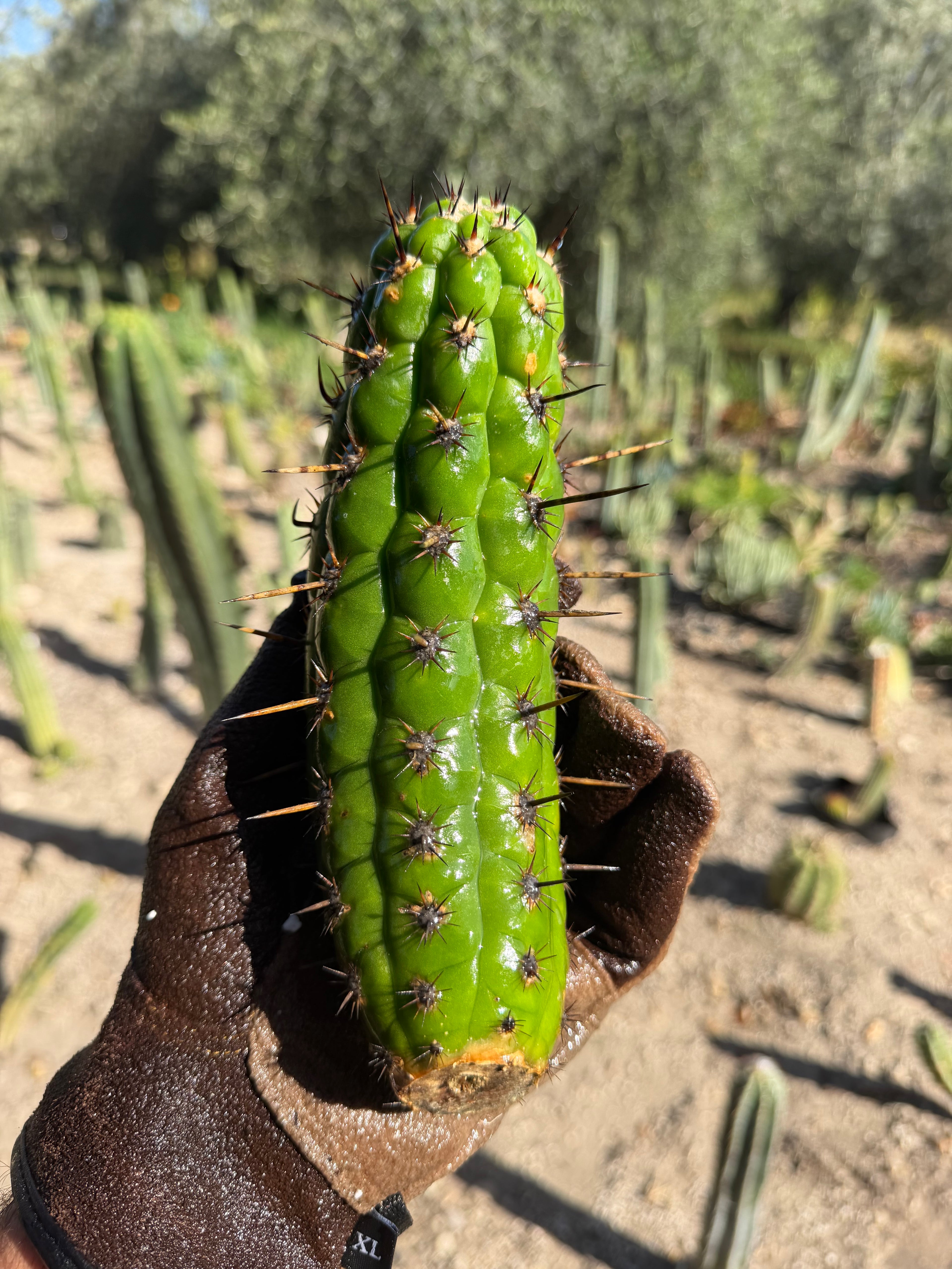 Borzicactus plagiostoma Cutting – 8”