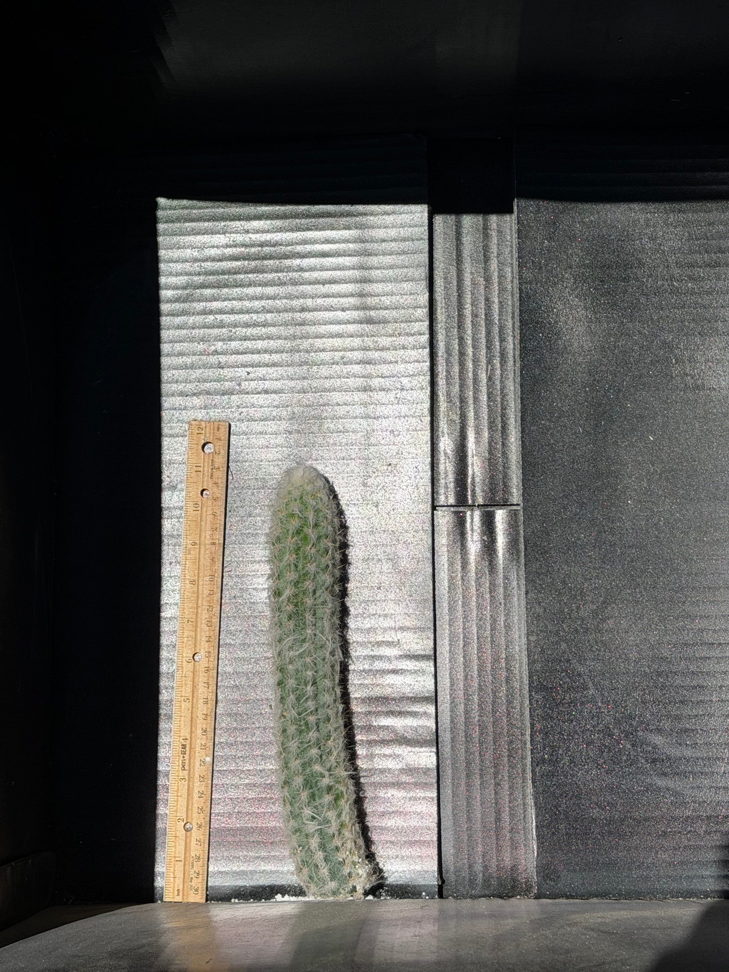 Oreocereus Doelzianus ssp Sericata 
Cutting – 11”