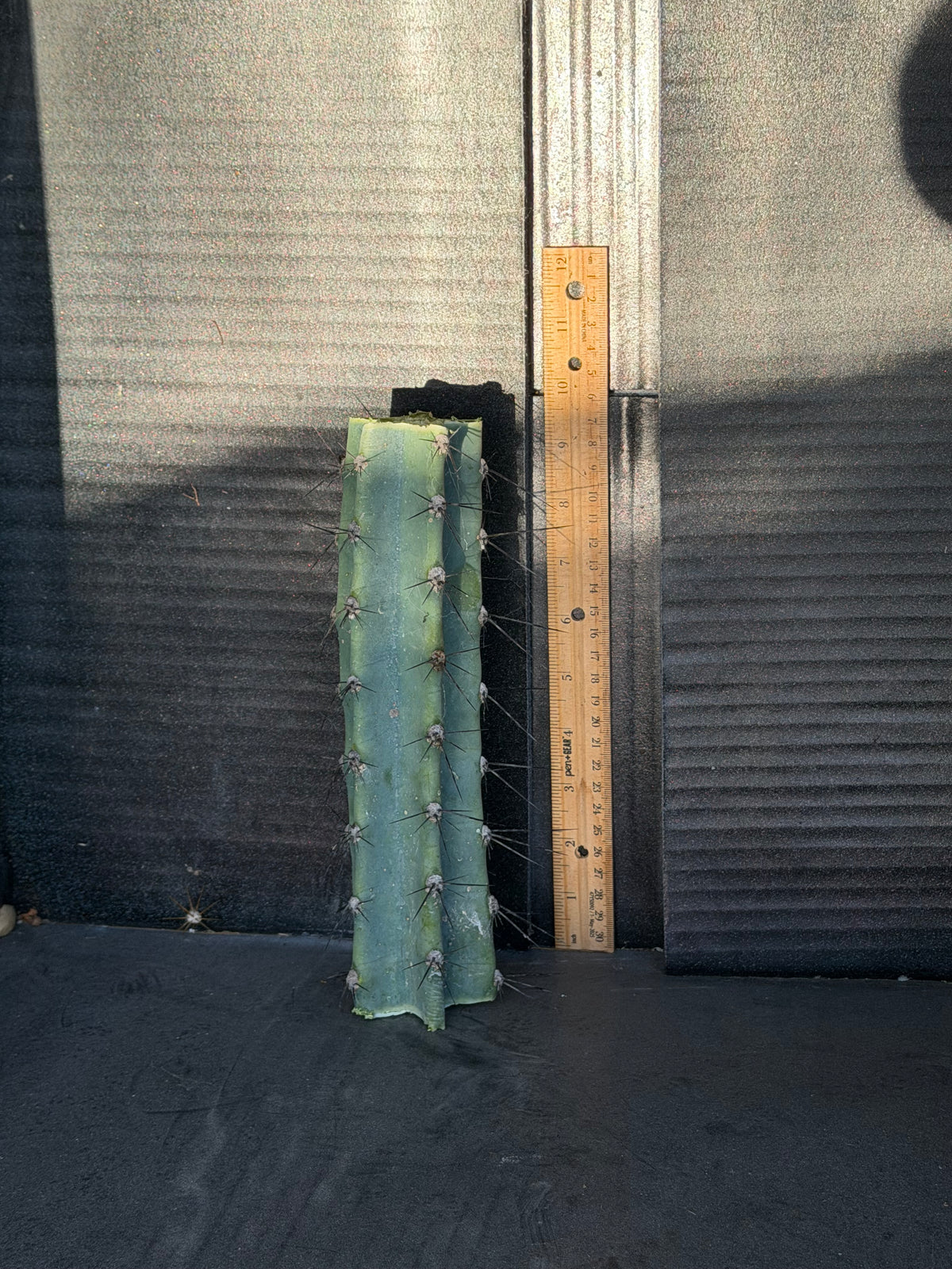 Cereus Aithiops Mid Cutting – 10”