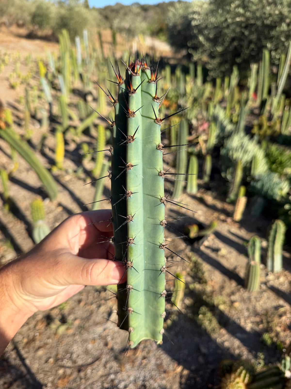 Cereus Aithiops Tip Cutting – 10”