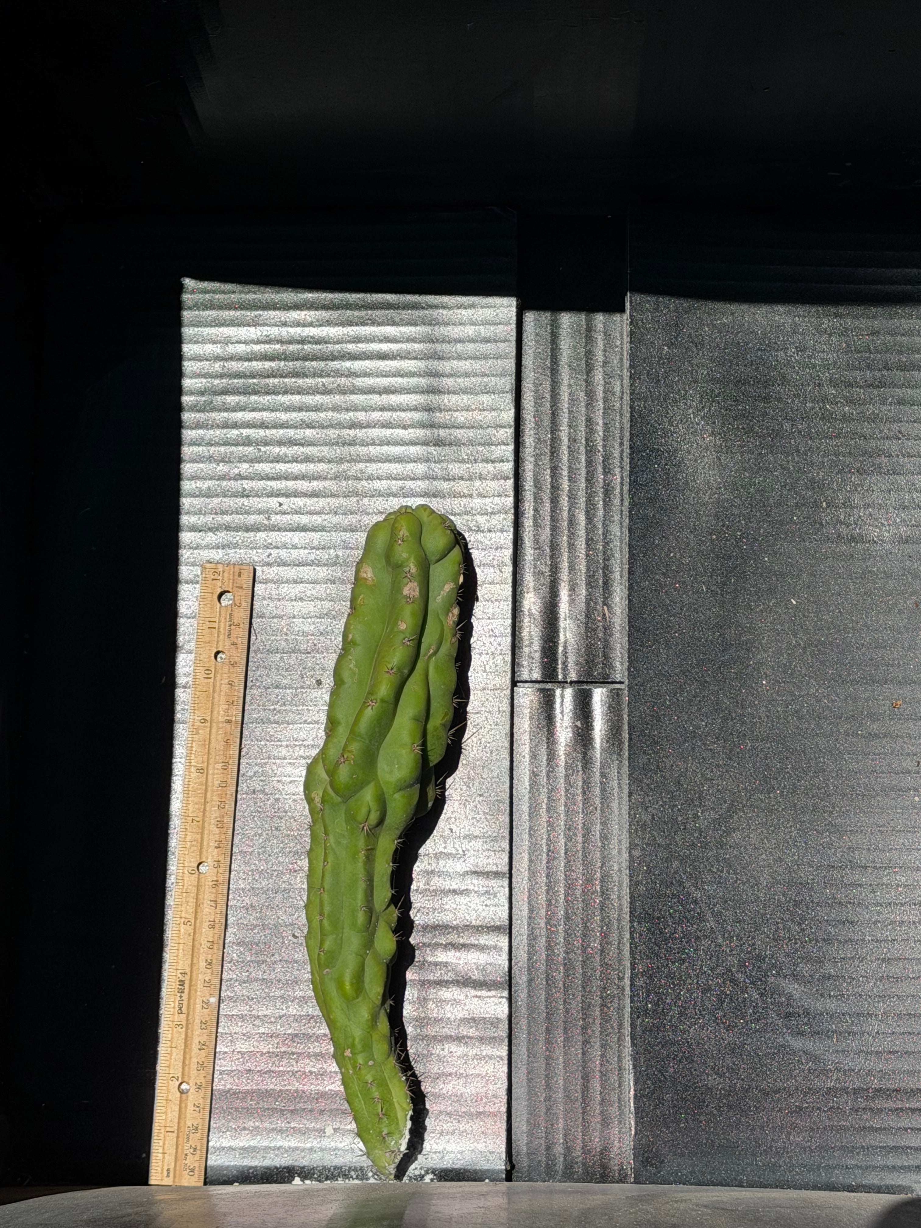 TPM Trichocereus Cutting – 12”