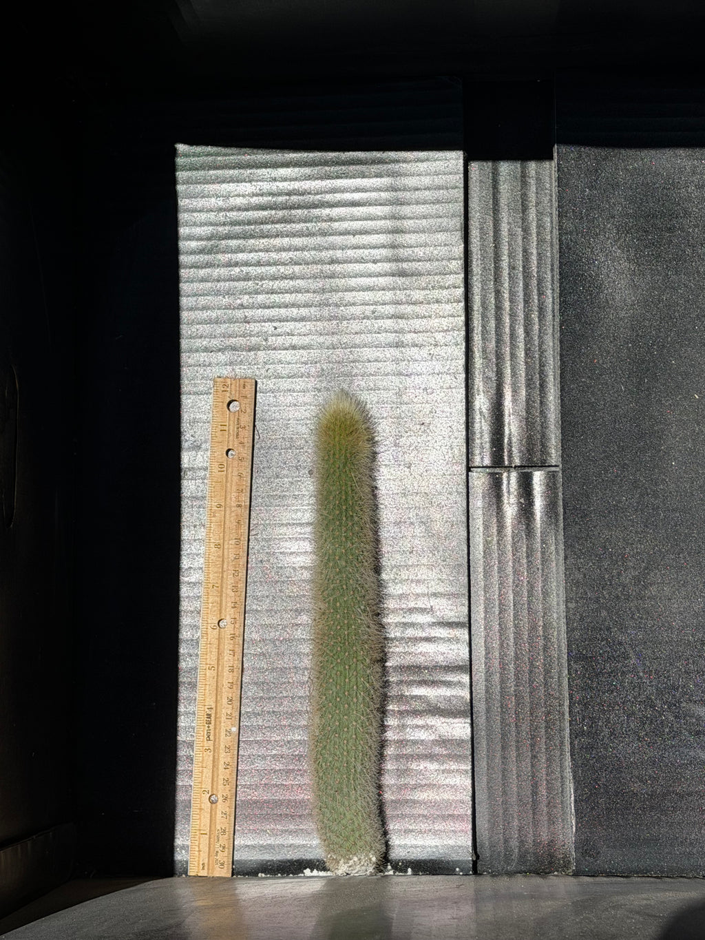 Cleistocactus Strousii (Orange flowers) Cutting – 12”