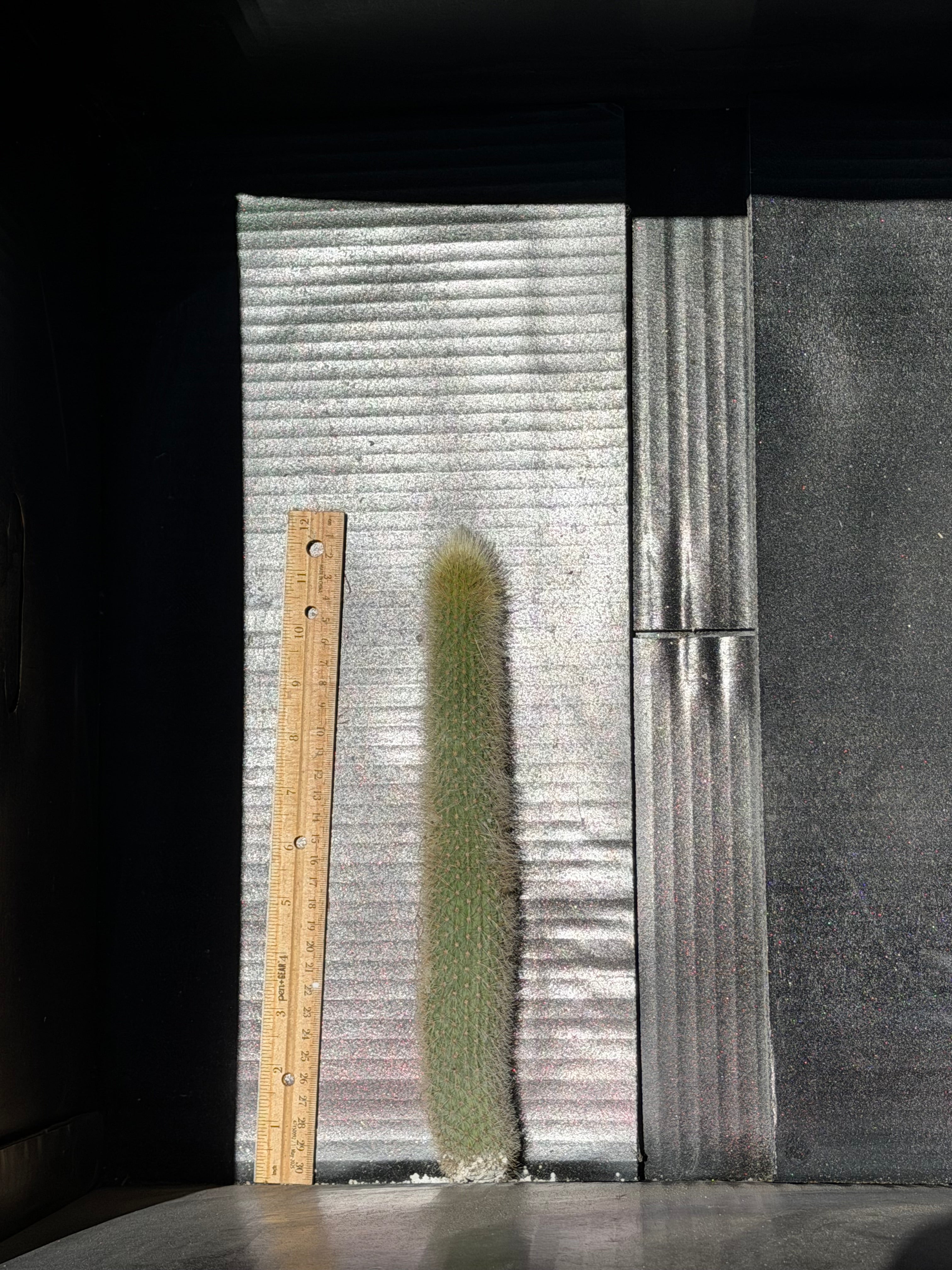 Cleistocactus Strousii (Orange flowers) Cutting – 12”
