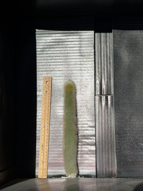 Cleistocactus Strousii (Orange flowers) Cutting – 12”