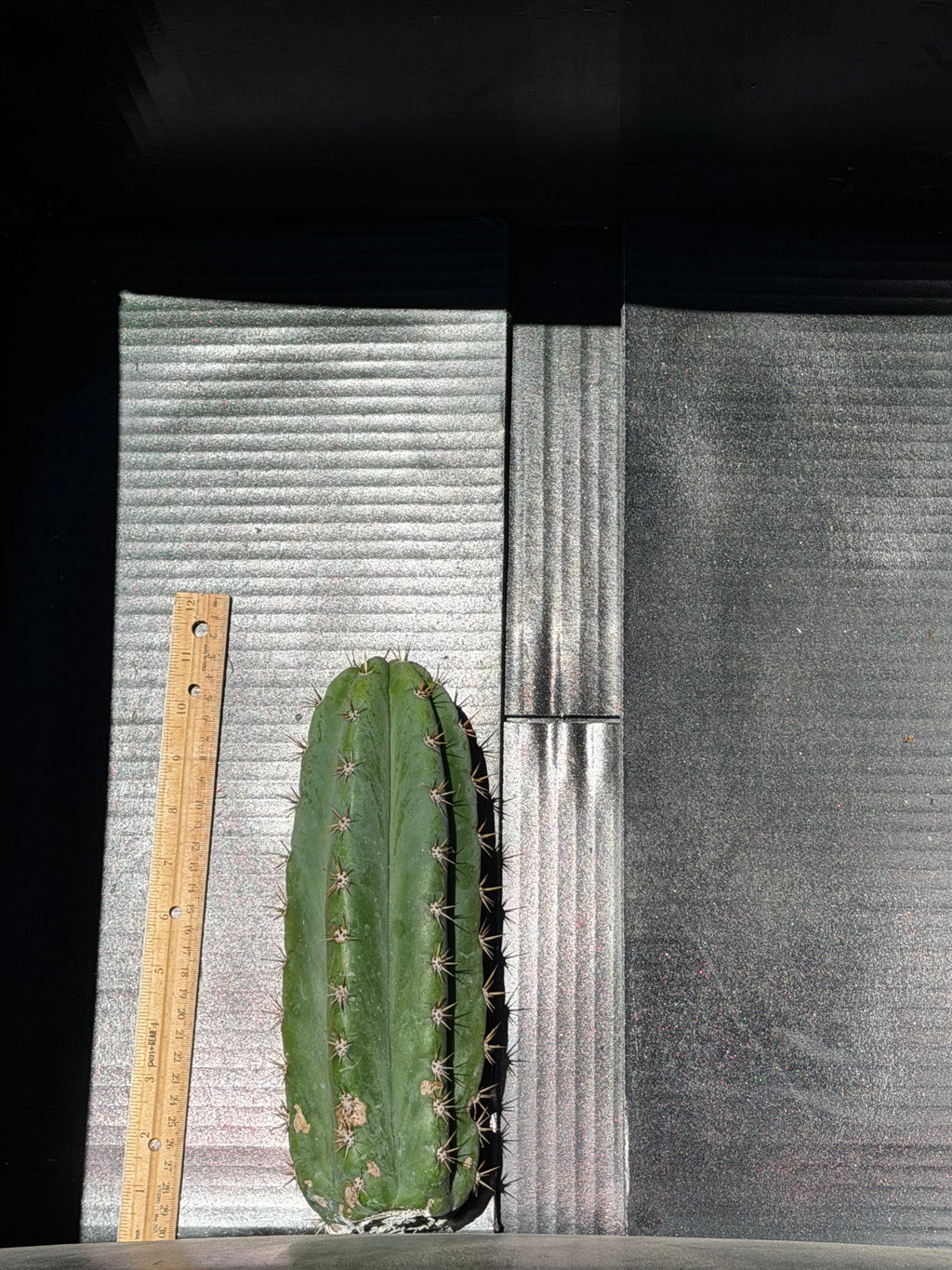 BP3 x TPC Trichocereus Cutting – 11”