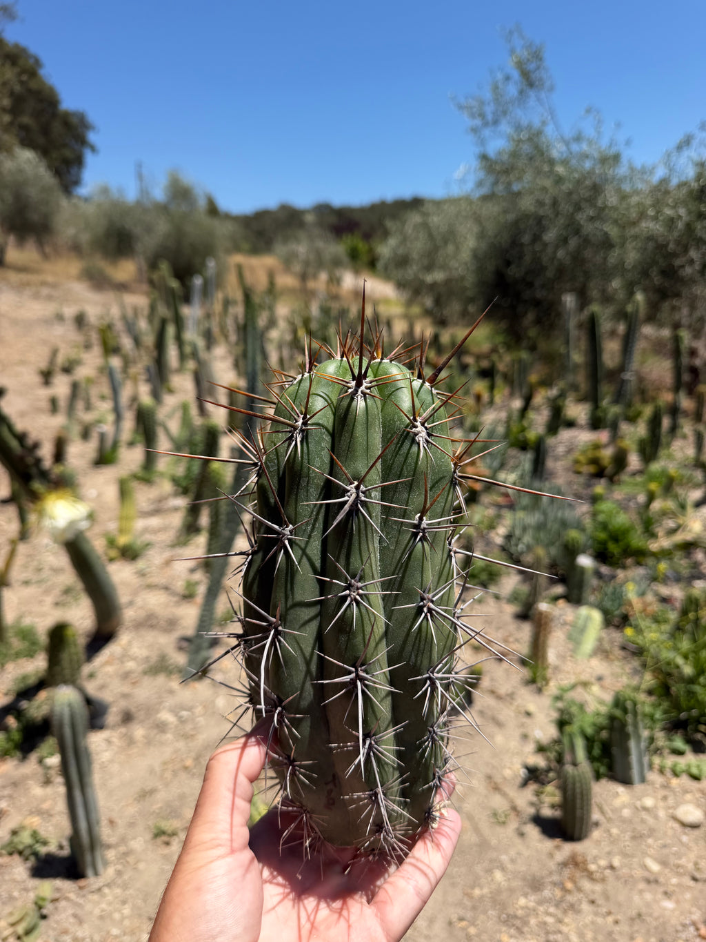 Taquimbalensis Trichocereus Cutting – 11”