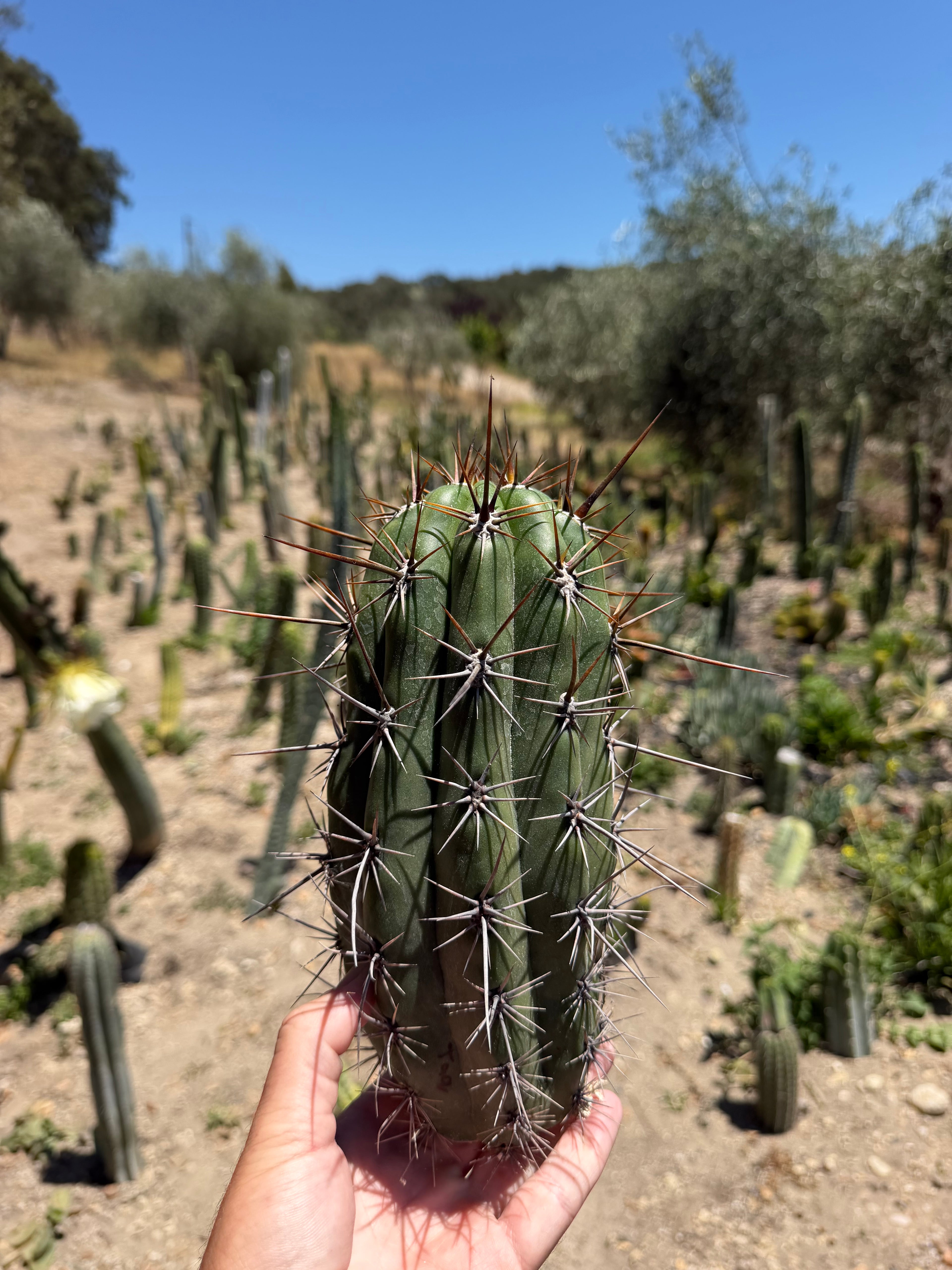 Taquimbalensis Trichocereus Cutting – 11”