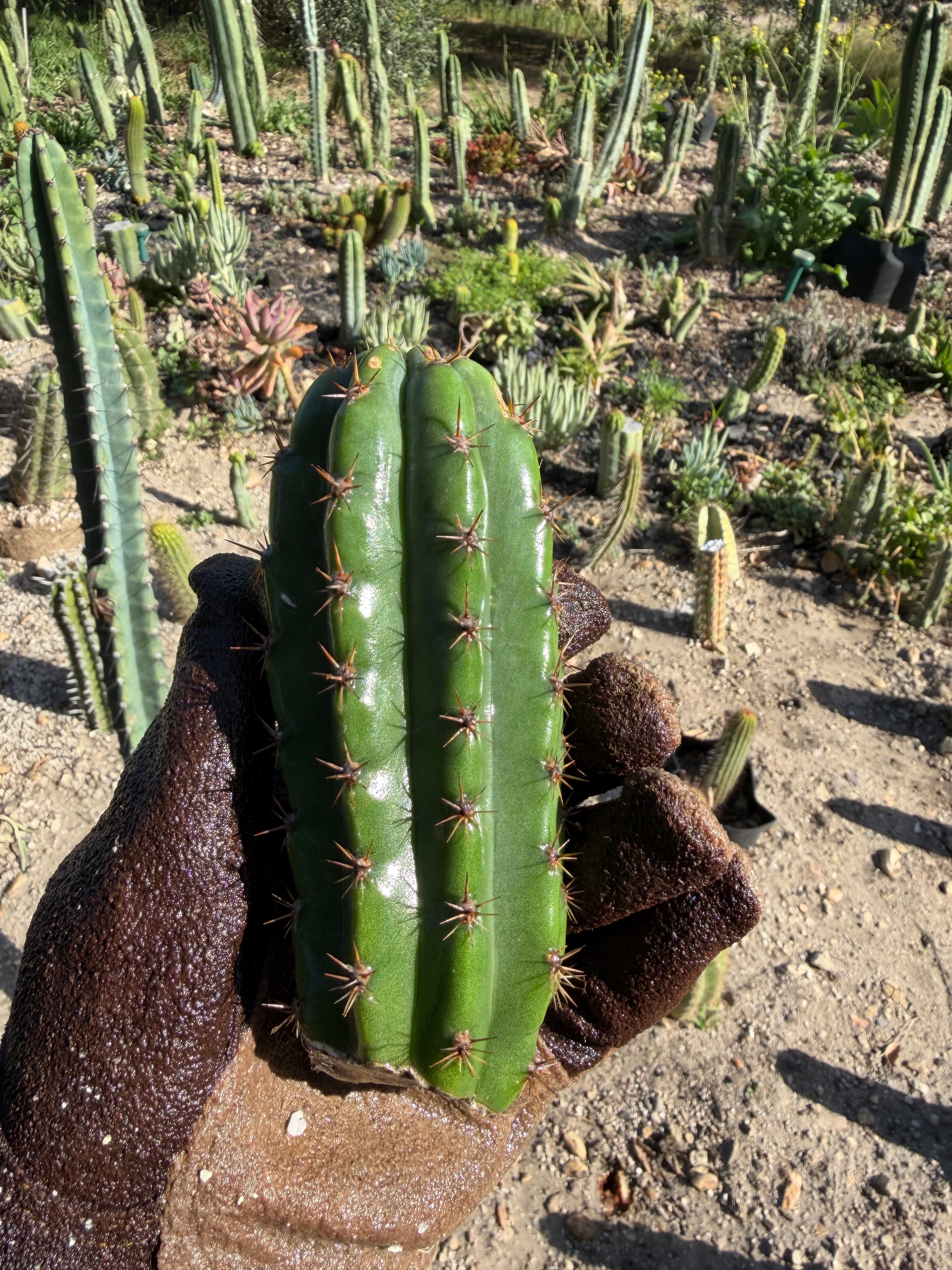 Trichocereus Cactus Cutting – 6”