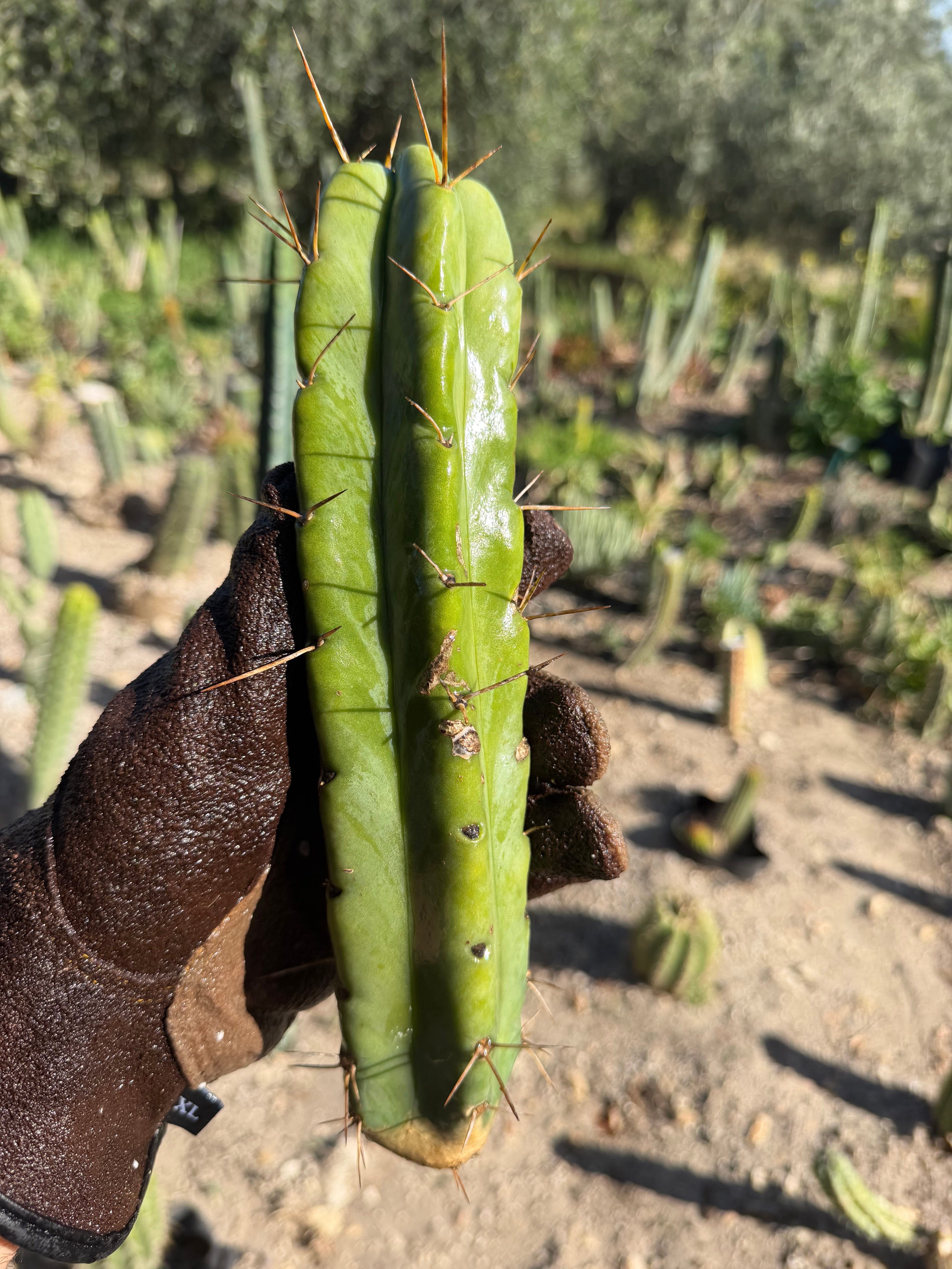 Trichocereus Cactus Cutting – 10"