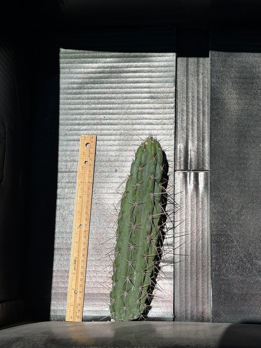 SS04 Trichocereus Cutting – 12”