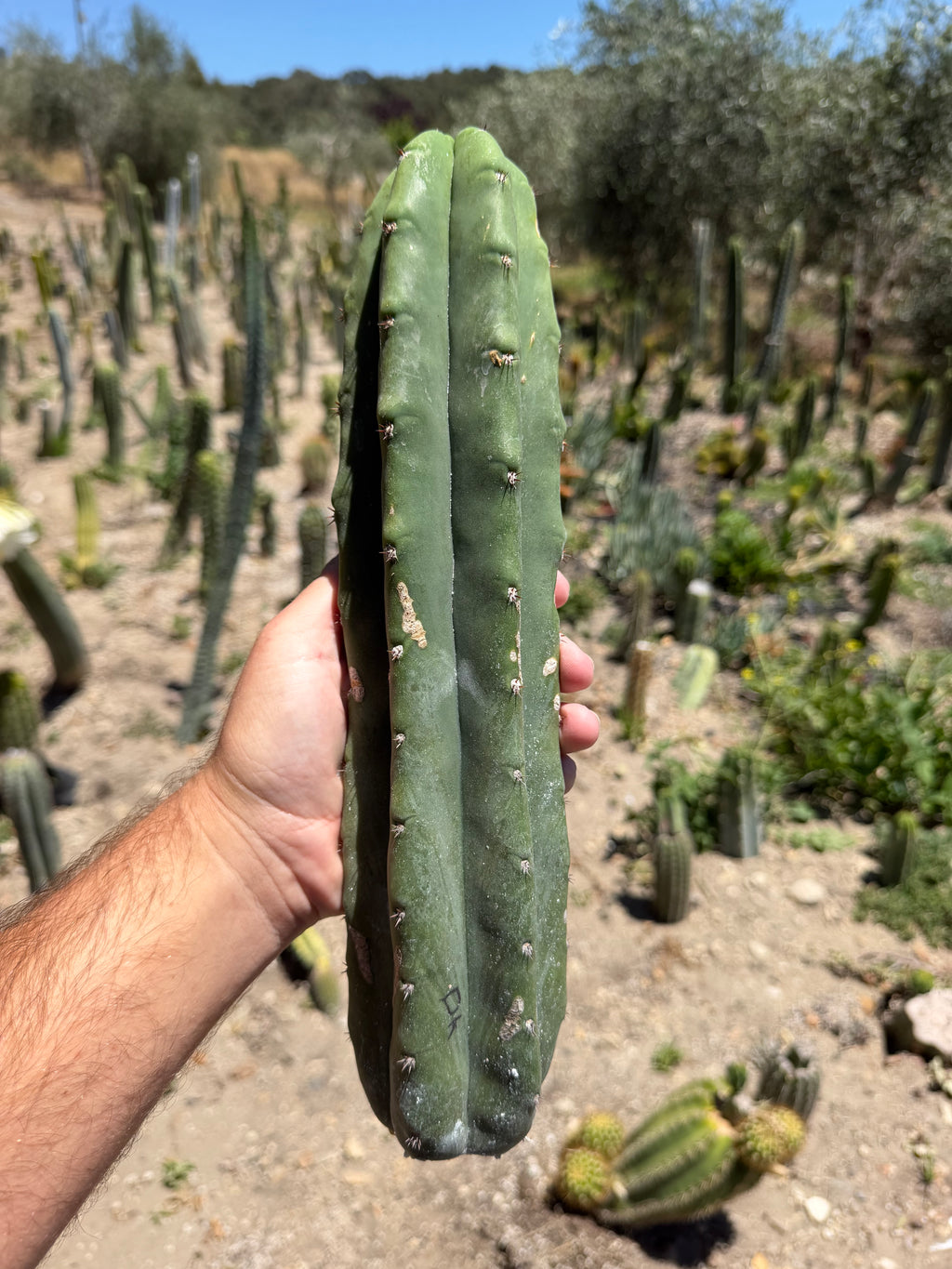 DK Trichocereus Cutting – 13”