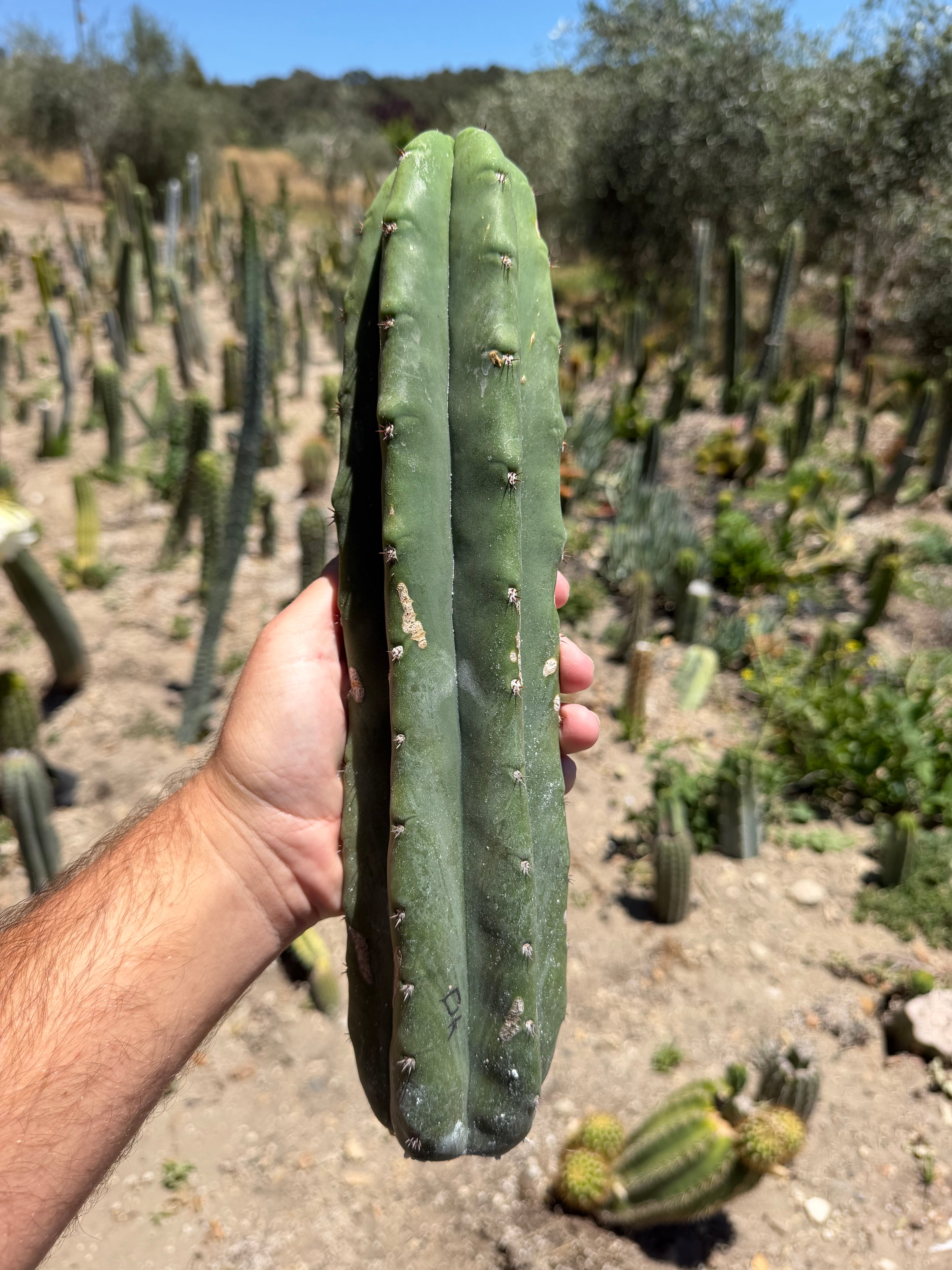 DK Trichocereus Cutting – 13”