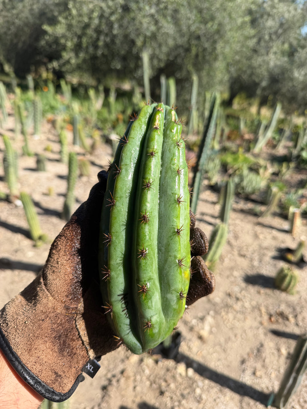 Moran Trichocereus Cutting – 7-8”