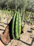 Moran Trichocereus Cutting – 7-8”