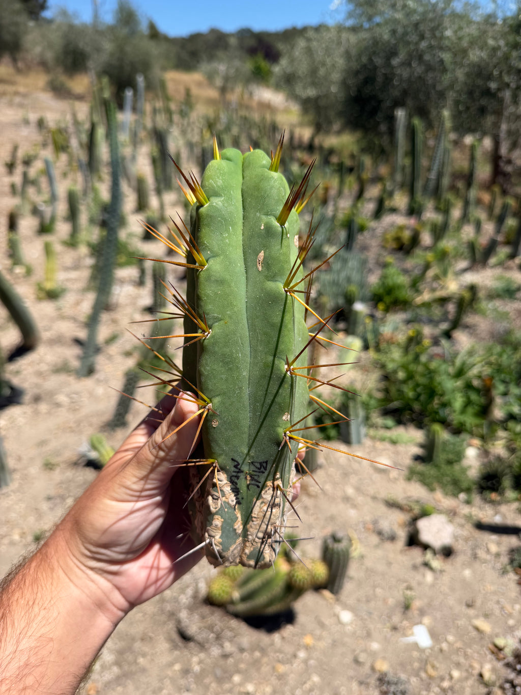 Blue Meanie Trichocereus Cutting – 9”
