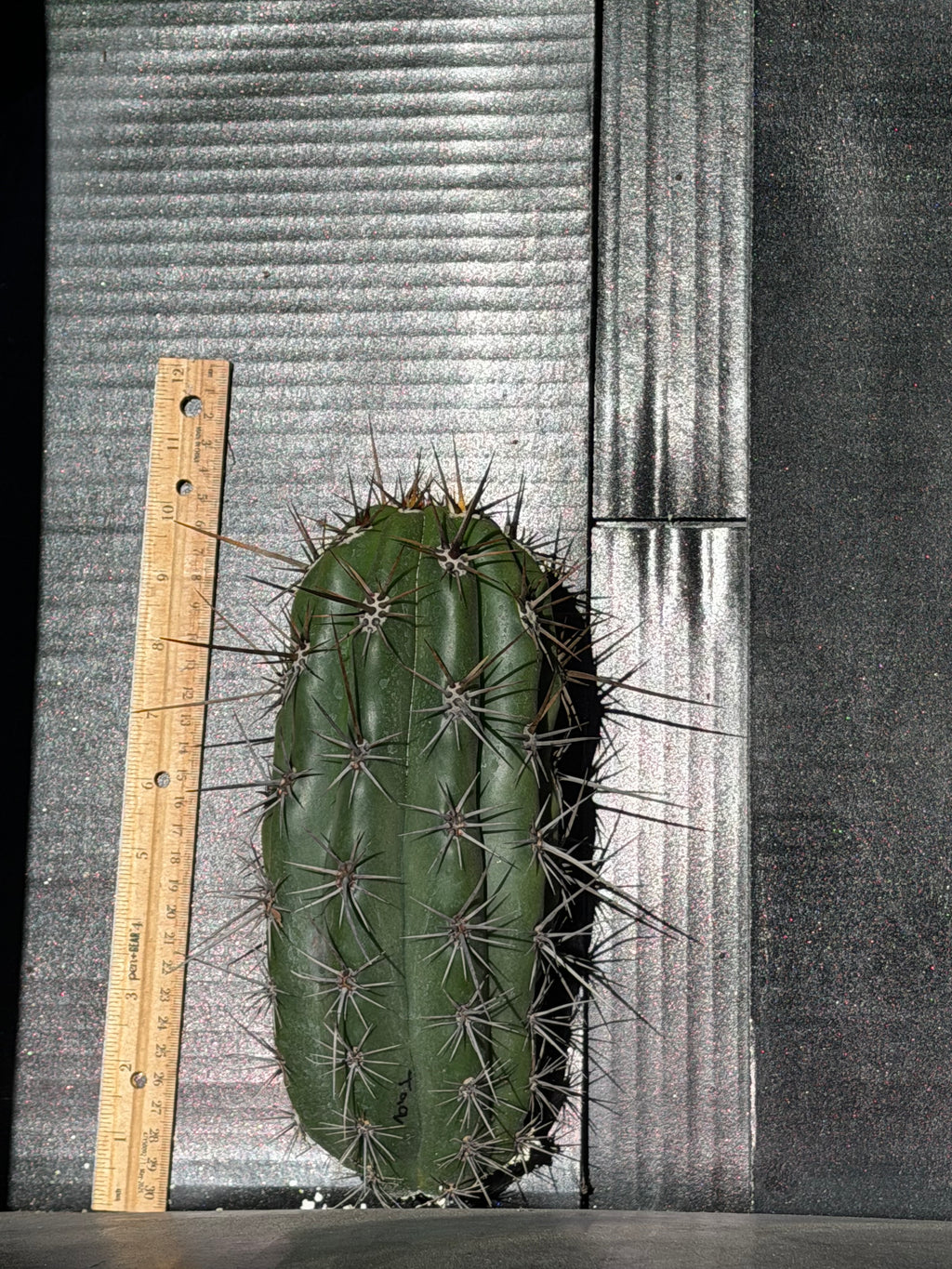 Taquimbalensis Trichocereus Cutting – 11”