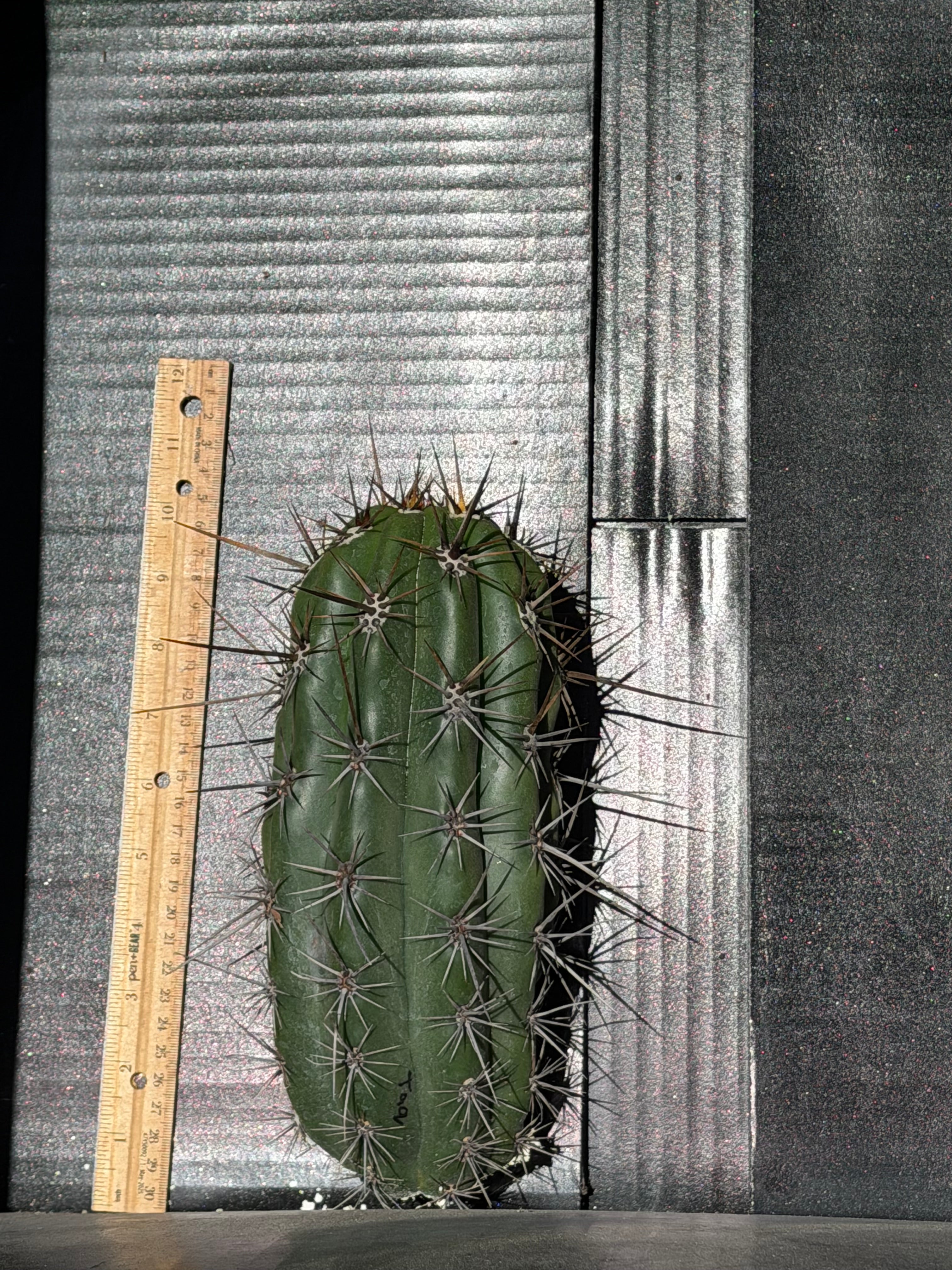 Taquimbalensis Trichocereus Cutting – 11”