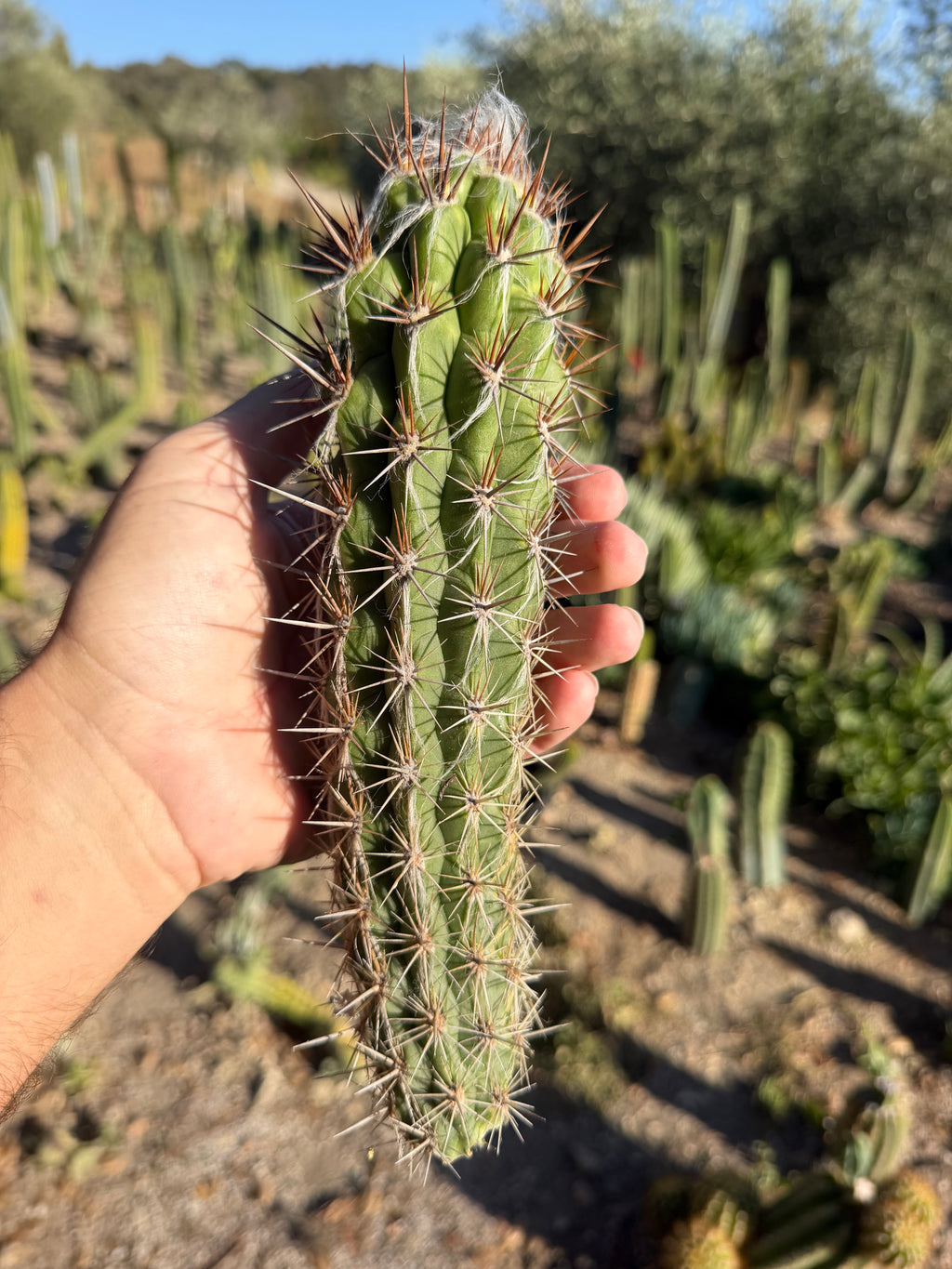 Pilosocereus Gounellei Cutting - 9”