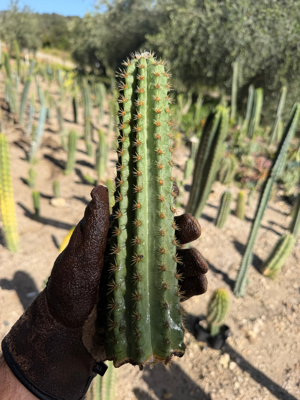 Green pilosocereus Cutting – 11”