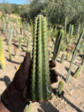 Green pilosocereus Cutting – 11”