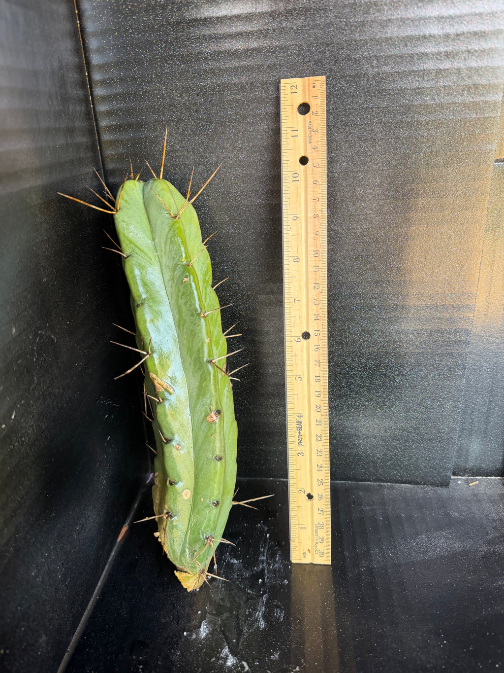 Trichocereus Cactus Cutting – 10"