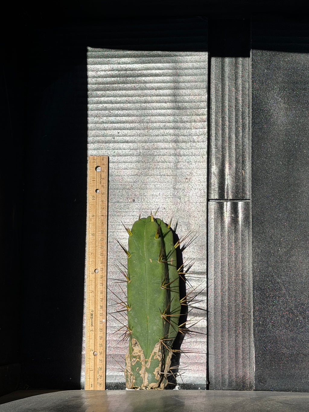 Blue Meanie Trichocereus Cutting – 9”