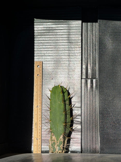 Blue Meanie Trichocereus Cutting – 9”